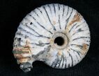 Pyritized Ammonite From Russia - #7292-1